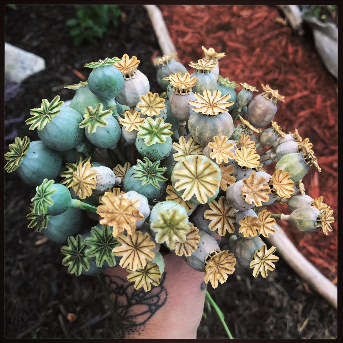 The Poison Garden: Baneful Herbs, Witches & Healers