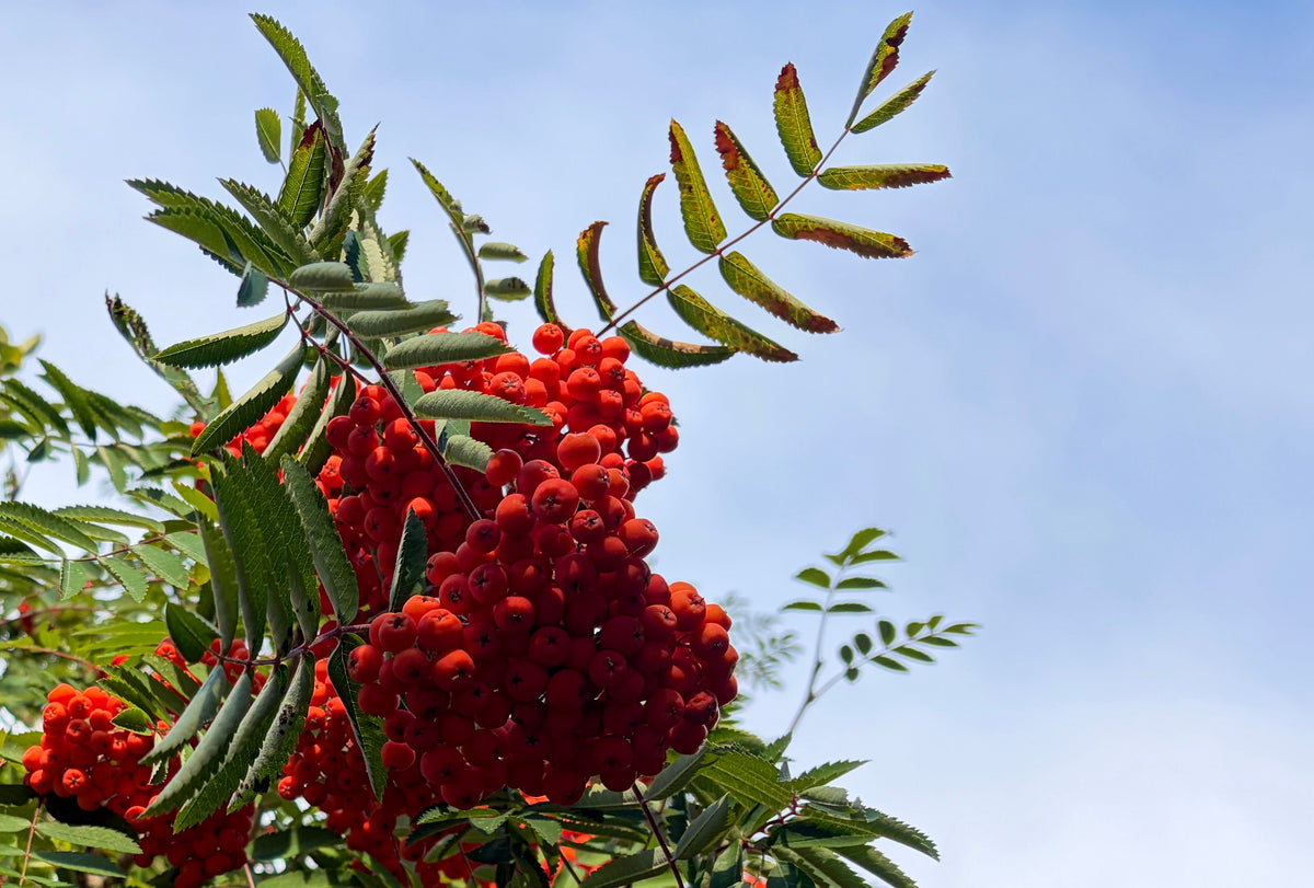 Rowan: The Tree at the Threshold